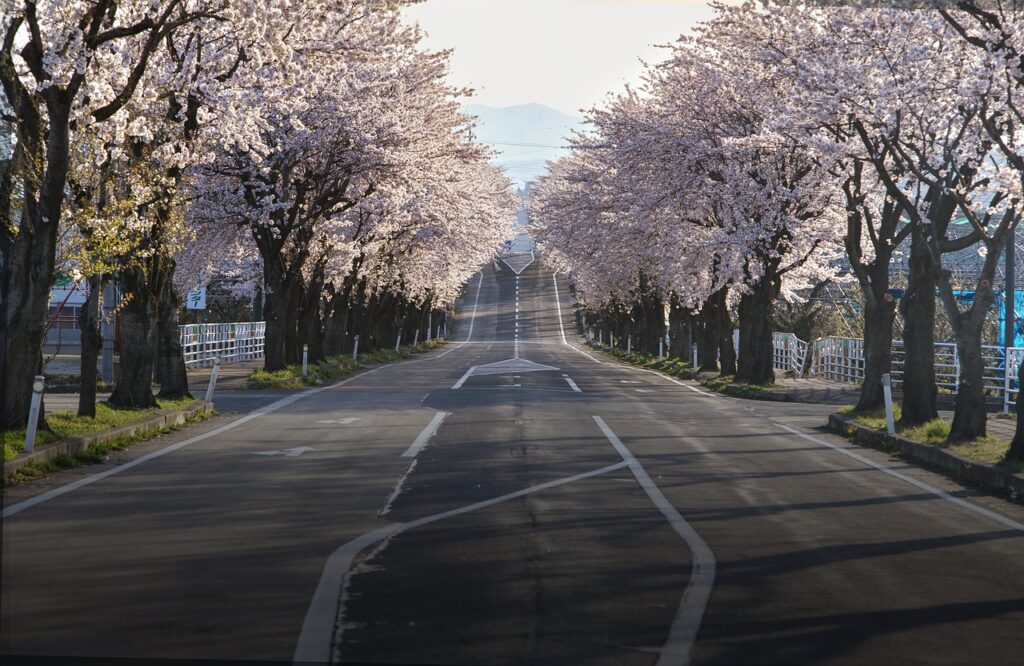 道路と満開の桜