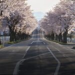 道路と満開の桜