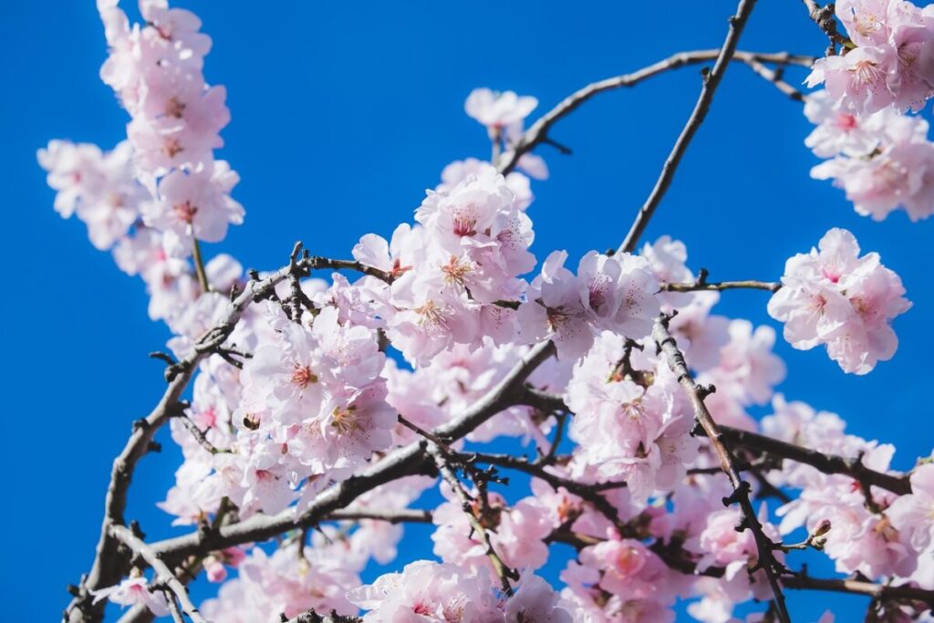 満開の桜